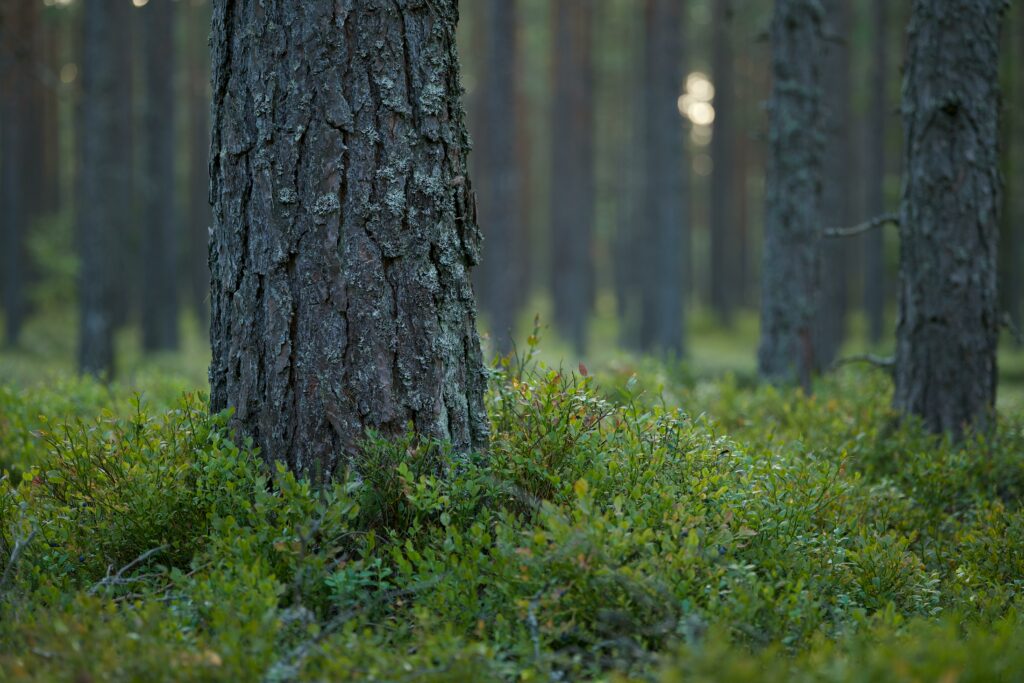 Foto som visar träd bland blåbärsris.